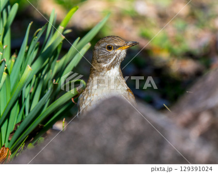 地面を歩くシロハラ 129391024