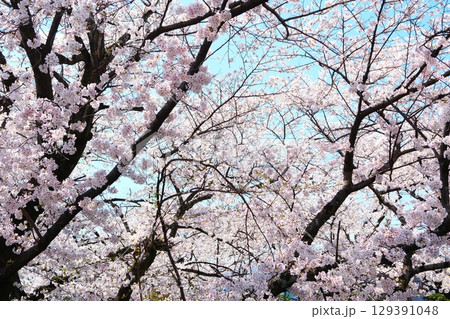 五条川の桜並木 129391048