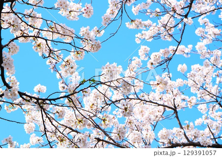 五条川の桜並木 129391057