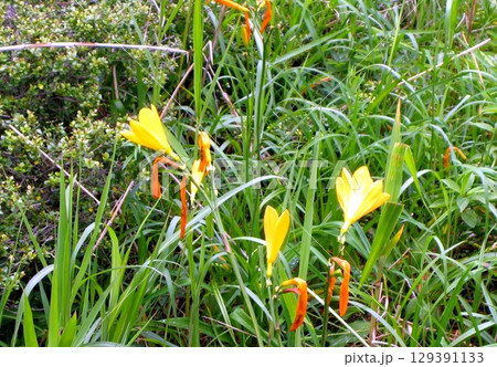 ニッコウキスゲ郡生の雄国沼 129391133