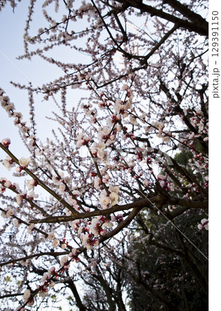 アンズ(杏子)の薄ピンク色の花が満開です。学名は学名: Prunus armeniacaです。 アンズ(杏子)の薄ピンク色の花が満開です。学名は学名: Prunus armeniacaです。 129391150