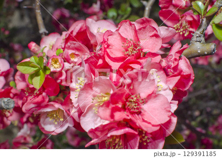 ピンク色のボケの花が満開です。 129391185