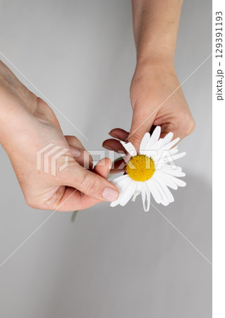 Tear off Petals for Divination Using a Daisy Flower in a Quiet Indoor Setting 129391193