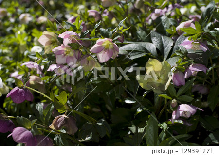 リスマスローズの花が咲いています。学名はHelleborusです。 129391271