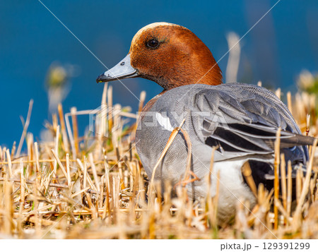 地面を歩くヒドリガモ 地面を歩くヒドリガモ 129391299