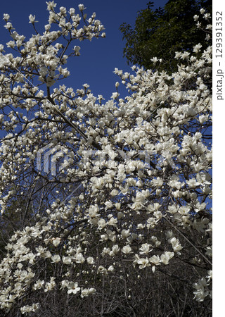 青空の下にハクモクレンの白い花が咲いています。学名はMagnolia denudataです。 青空の下にハクモクレンの白い花が咲いています。学名はMagnolia denudataです。 129391352