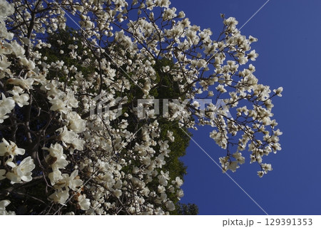 青空の下にハクモクレンの白い花が咲いています。学名はMagnolia denudataです。 129391353