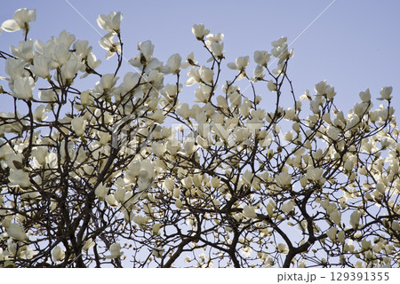 青空の下にハクモクレンの白い花が咲いています。学名はMagnolia denudataです。 129391355