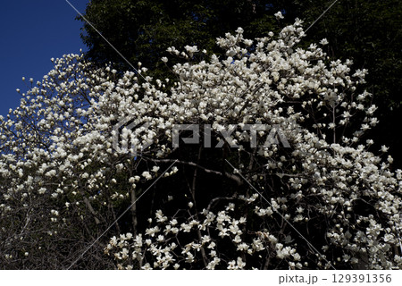 青空の下にハクモクレンの白い花が咲いています。学名はMagnolia denudataです。 129391356