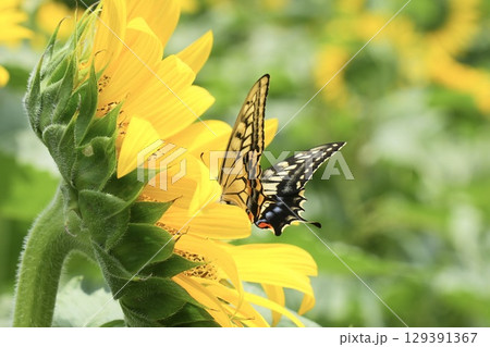 ヒマワリの花にとまるアゲハチョウ 129391367