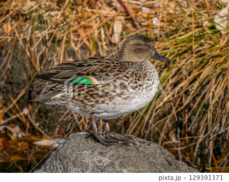 水辺のコガモ 水辺のコガモ 129391371