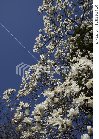 青空の下にハクモクレンの白い花が咲いています。学名はMagnolia denudataです。 青空の下にハクモクレンの白い花が咲いています。学名はMagnolia denudataです。 129391410