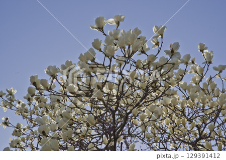 青空の下にハクモクレンの白い花が咲いています。学名はMagnolia denudataです。 青空の下にハクモクレンの白い花が咲いています。学名はMagnolia denudataです。 129391412