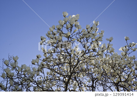 青空の下にハクモクレンの白い花が咲いています。学名はMagnolia denudataです。 青空の下にハクモクレンの白い花が咲いています。学名はMagnolia denudataです。 129391414