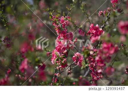 ピンク色のボケの花が満開です。 129391437