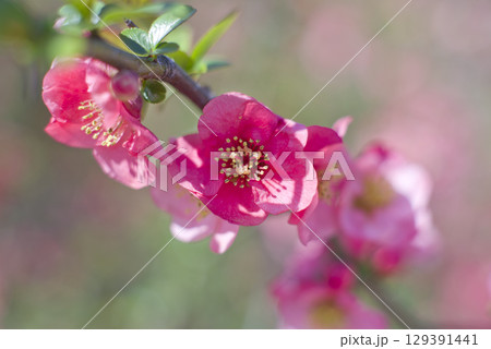 ピンク色のボケの花が満開です。 129391441