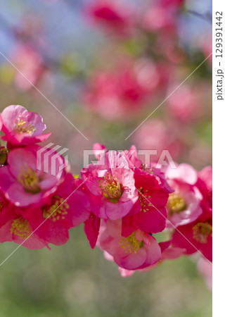 ピンク色のボケの花が満開です。 ピンク色のボケの花が満開です。 129391442