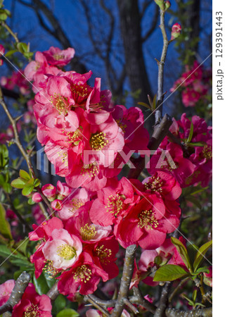 ピンク色のボケの花が満開です。 ピンク色のボケの花が満開です。 129391443