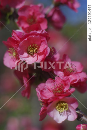 ピンク色のボケの花が満開です。 129391445