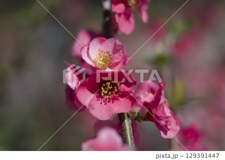 ピンク色のボケの花が満開です。 ピンク色のボケの花が満開です。 129391447