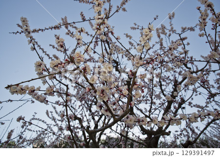 アンズ（杏子）の薄ピンク色の花が満開です。学名は学名: Prunus armeniacaです。 129391497