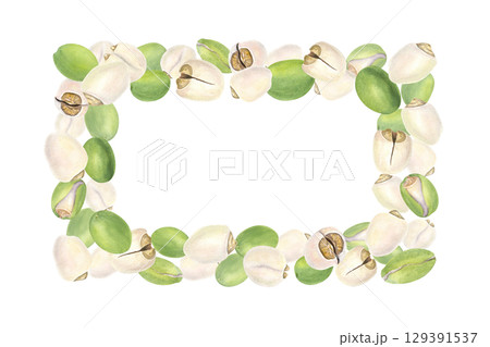 Protein rich peeled and unpeeled lotus nuts watercolor horizontal frame on isolated background. Water lily seeds or makhana template with empty space for text. Food packaging, vegan product label 129391537