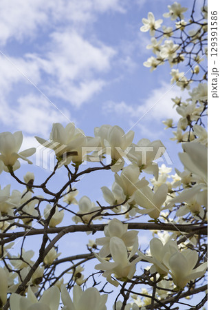 青空の下にハクモクレンの白い花が咲いています。学名はMagnolia denudataです。 青空の下にハクモクレンの白い花が咲いています。学名はMagnolia denudataです。 129391586