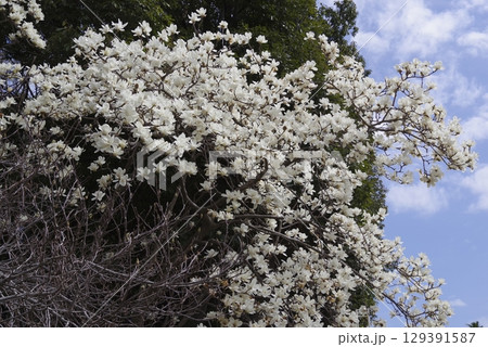 青空の下にハクモクレンの白い花が咲いています。学名はMagnolia denudataです。 129391587