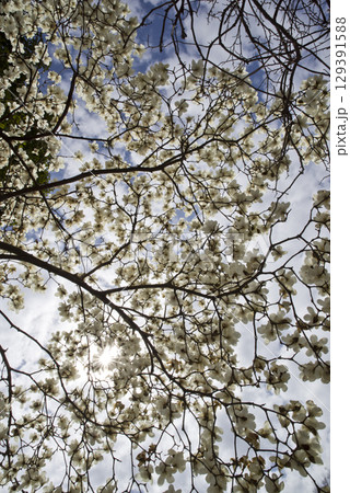 青空の下にハクモクレンの白い花が咲いています。学名はMagnolia denudataです。 129391588