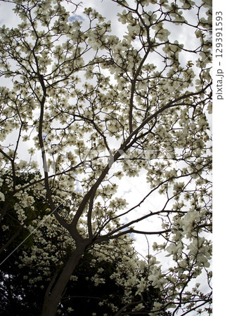 青空の下にハクモクレンの白い花が咲いています。学名はMagnolia denudataです。 青空の下にハクモクレンの白い花が咲いています。学名はMagnolia denudataです。 129391593