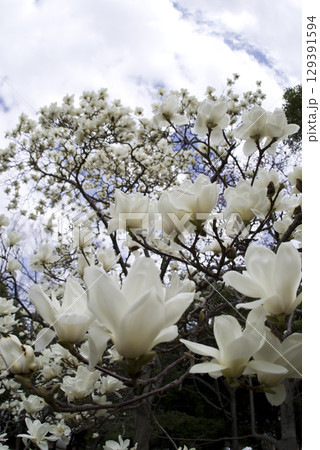 青空の下にハクモクレンの白い花が咲いています。学名はMagnolia denudataです。 青空の下にハクモクレンの白い花が咲いています。学名はMagnolia denudataです。 129391594