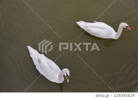 Two graceful swans swimming in calm water. Two graceful swans swimming in calm water. 129391629