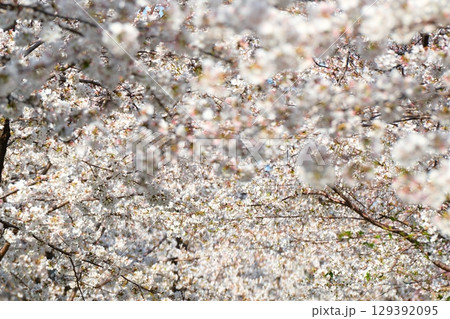 五条川の桜並木 129392095