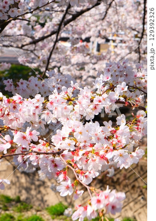 五条川の桜並木 129392326