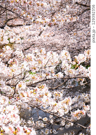 五条川の桜並木 五条川の桜並木 129392356