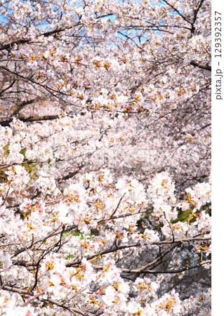 五条川の桜並木 五条川の桜並木 129392357