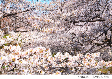 五条川の桜並木 129392360