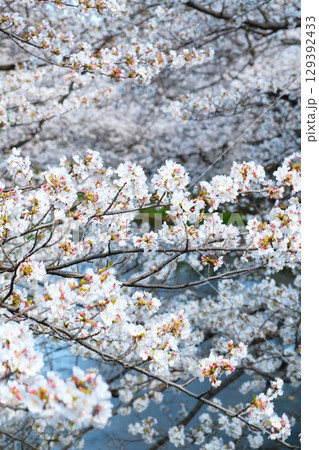 五条川の桜並木 五条川の桜並木 129392433