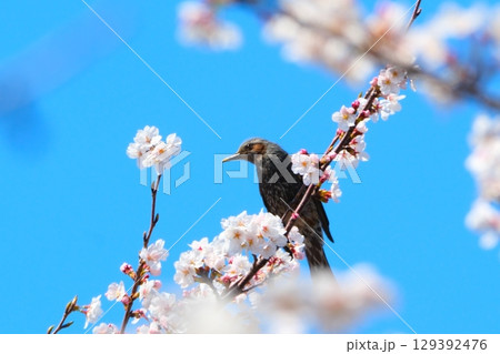 五条川の桜並木とひよどり 五条川の桜並木とひよどり 129392476