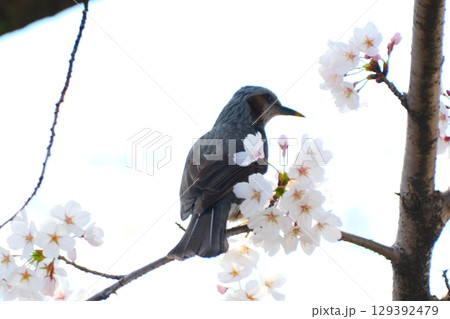 五条川の桜並木とひよどり 129392479