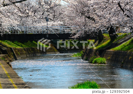 五条川の桜並木 五条川の桜並木 129392504