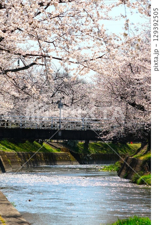 五条川の桜並木 五条川の桜並木 129392505