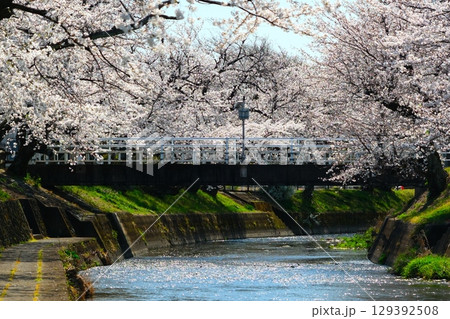 五条川の桜並木 五条川の桜並木 129392508