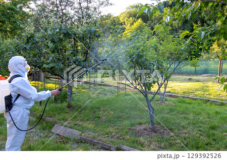 A gardener in a protective suit, mask and glasses uses a professional sprayer to treat the garden with insecticides and fungicides from pests 129392526
