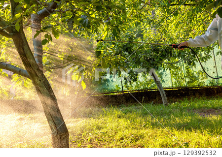 A gardener in a protective suit, mask and glasses uses a professional sprayer to treat the garden with insecticides and fungicides from pests 129392532