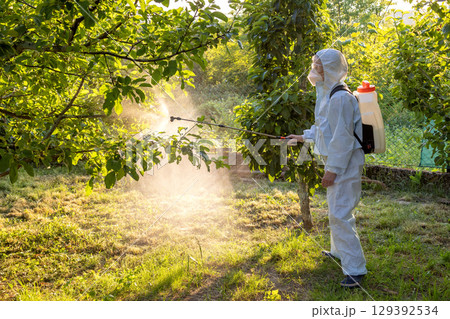 A gardener in a protective suit, mask and glasses uses a professional sprayer to treat the garden with insecticides and fungicides from pests 129392534