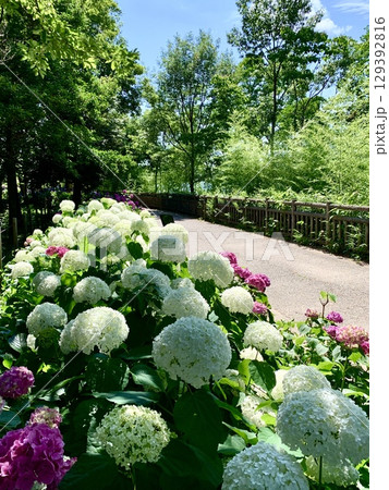 青空と新緑に映える満開の西洋あじさい〈刈谷ハイウェイオアシス岩ケ池公園/愛知県刈谷市〉 129392816