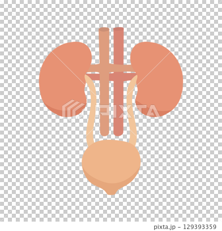 人体腎臓と膀胱のイラストと泌尿器解剖図をかわいい手描き風で描いた医療素材 129393359