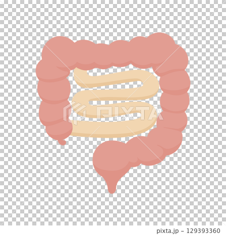 人体腸のイラストと消化器解剖図をかわいい手描き風で描いた医療素材 129393360