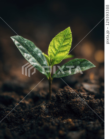 Close up of young green plant sprouting from dark soil, symbolizing growth, renewal, and nature vitality with dew drops on leaves 129393388